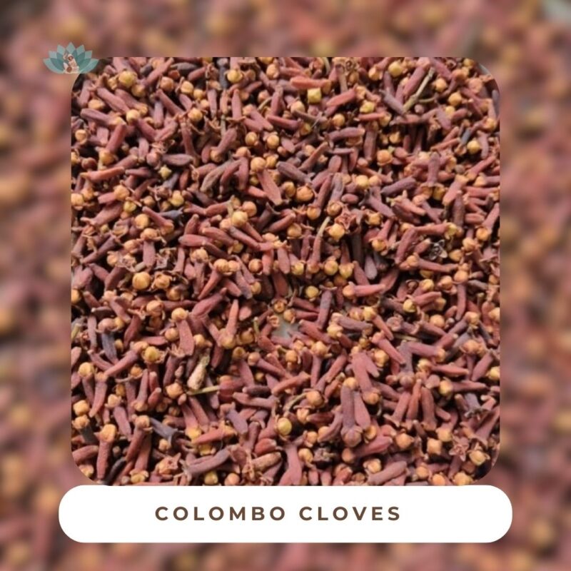 High-quality organic whole cloves from Colombo for culinary excellence