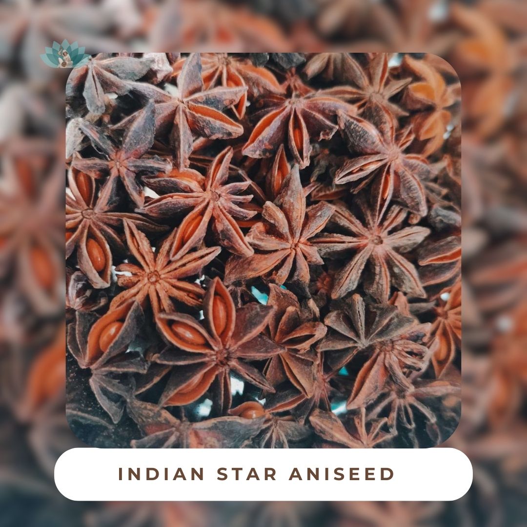 Premium Indian Star Aniseed – Whole & Fresh – Buy from Mira Masala LLP