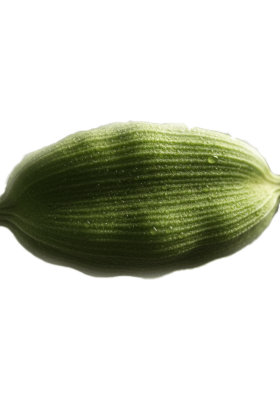 cardamo-pod-1